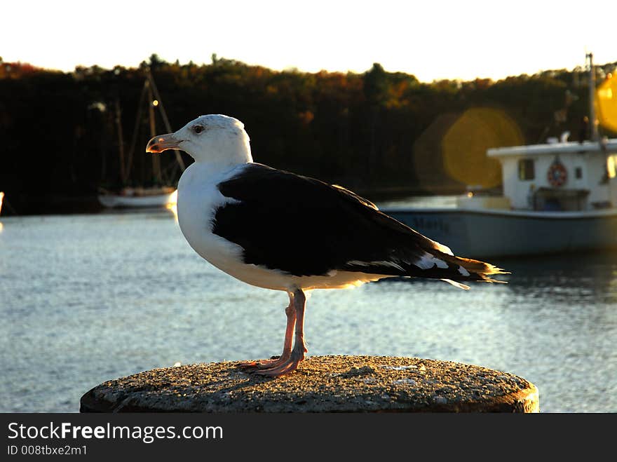 Gull close up