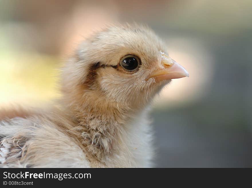 Portrait of a newly born chicken