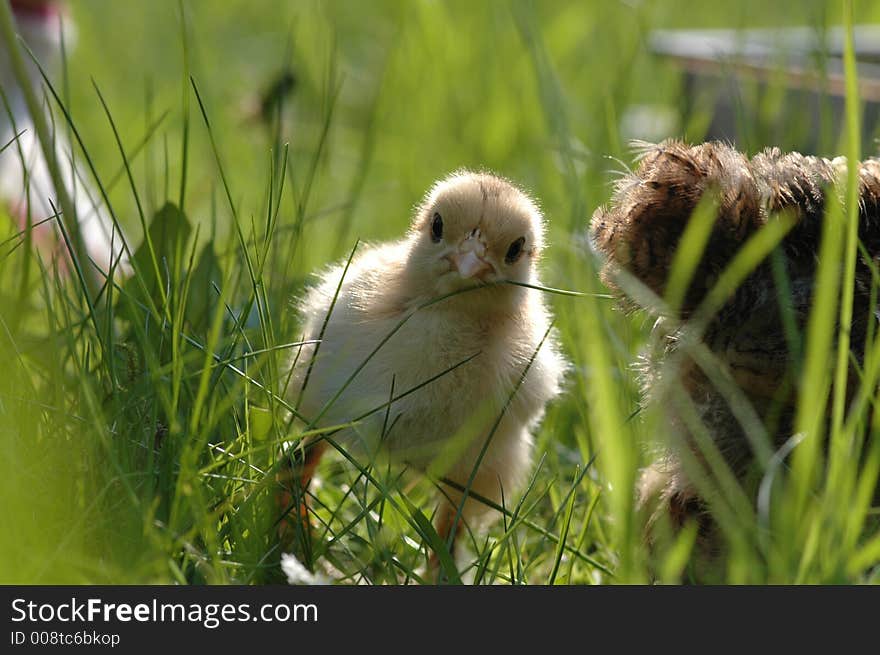 A newly born chicken on field