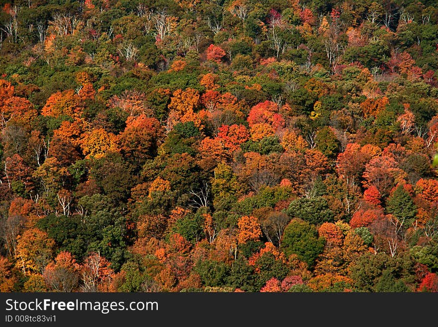 Trees in fall colors in the Hudson Valley. Trees in fall colors in the Hudson Valley