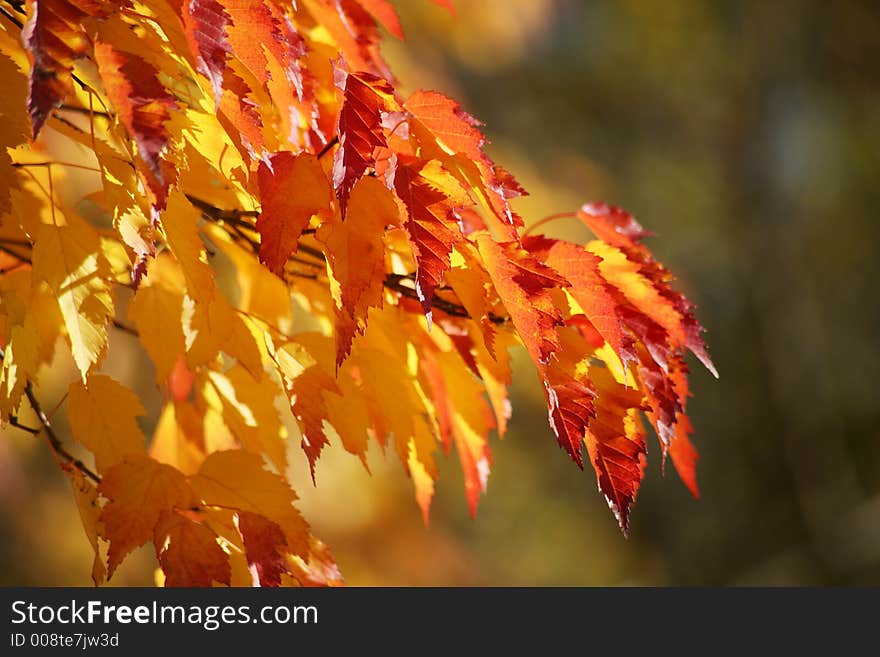 Colorful sunlit fall tree branch. Colorful sunlit fall tree branch