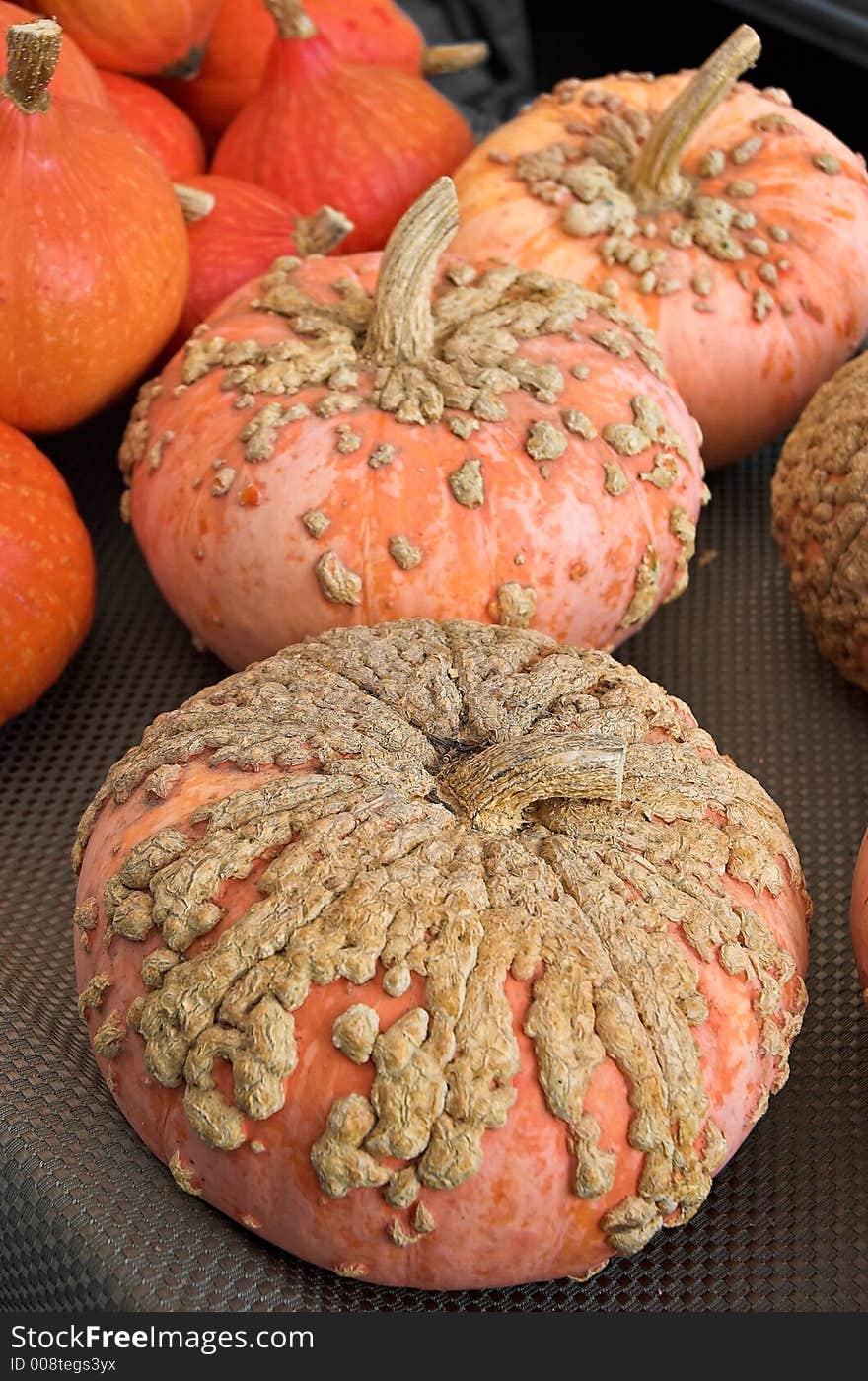 French pumpkin variety (Galeux d'Eysines)