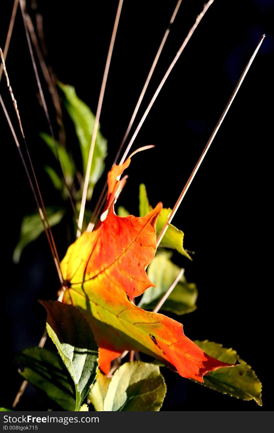 Single maple leaf on grass close up. Single maple leaf on grass close up