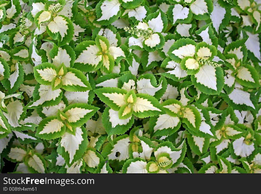 Green leaves