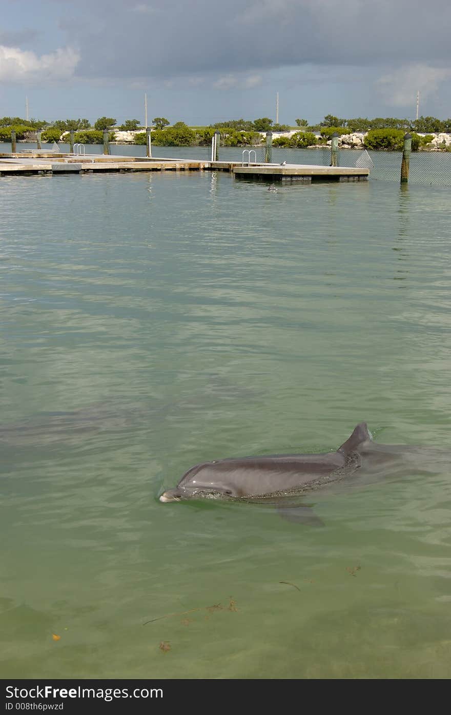 Bottlenose Dolphin 1