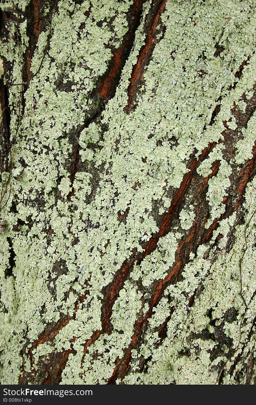 Lichen on a tree trunk. Lichen on a tree trunk