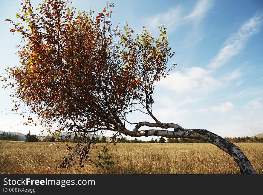 Autumn birch on the grassland