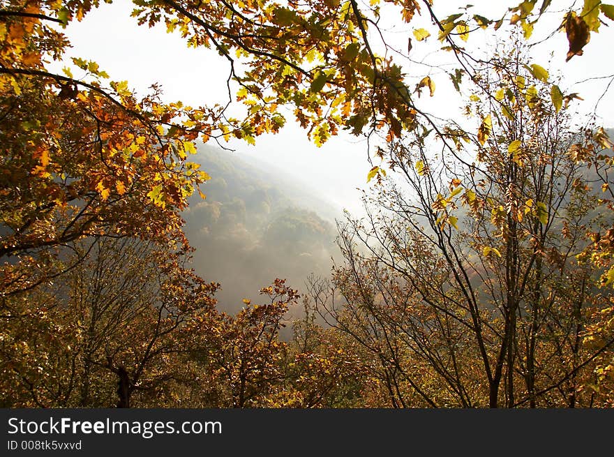 Autumn forest