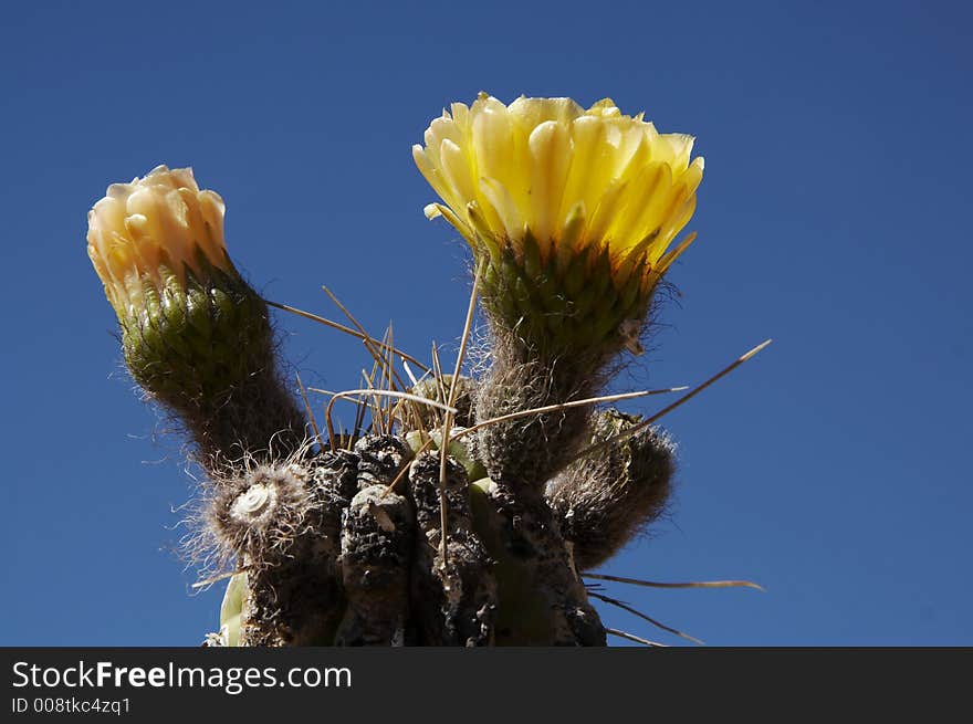 Cactus flowers