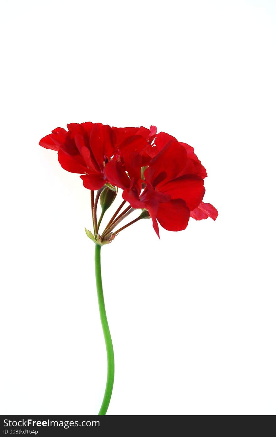 Red gerbera on pure white background