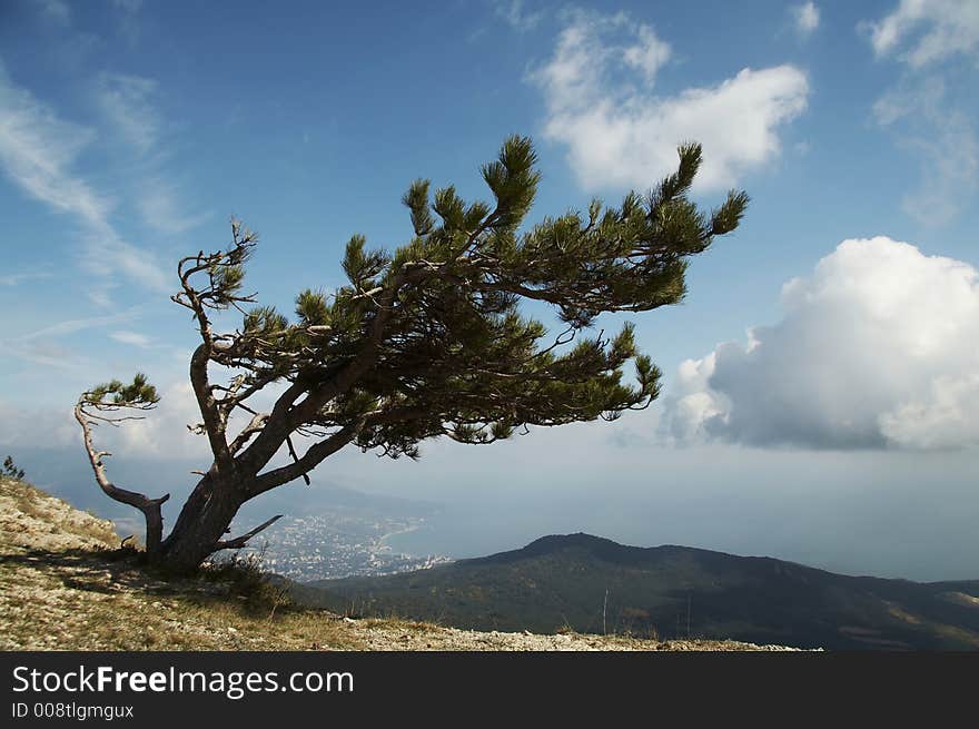 Alone pine in the Crimea mountain. Alone pine in the Crimea mountain