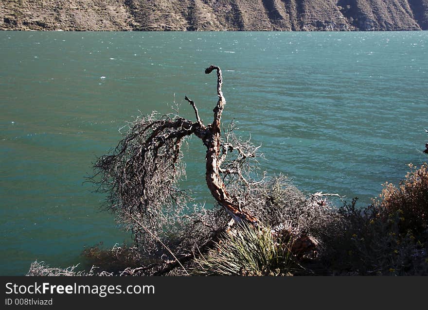 Tree on the mountain lake