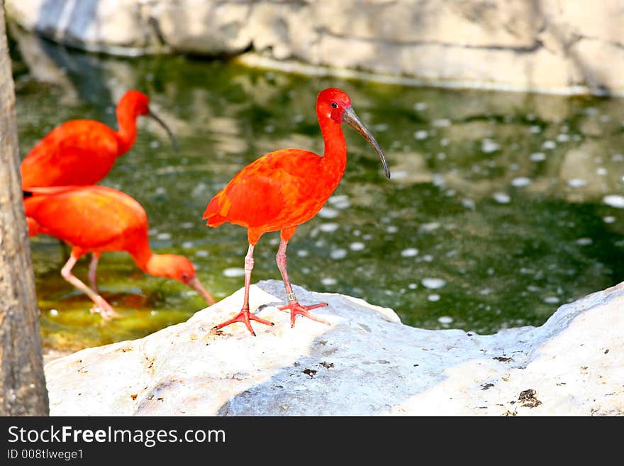 Three unique red feather birds next to a pond. Three unique red feather birds next to a pond