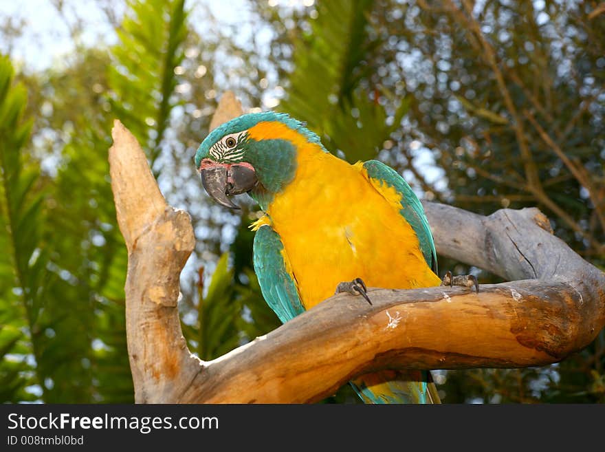 Yellow and green parrot sitting in a tree outside. Yellow and green parrot sitting in a tree outside