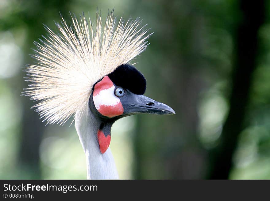 A crowned crane is staring with mistrust. A crowned crane is staring with mistrust.