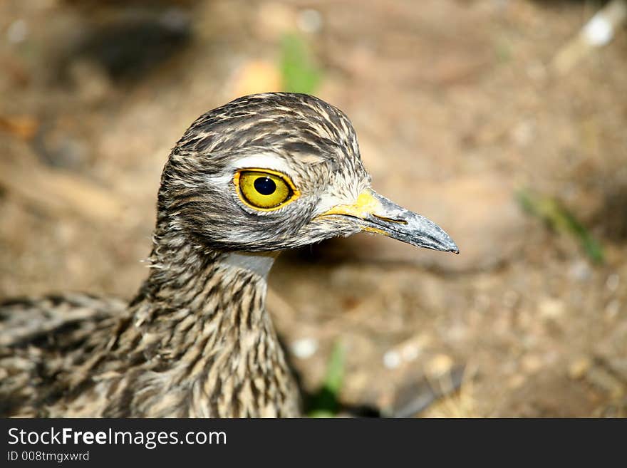 A brown and black bird with bright yellow eyes. A brown and black bird with bright yellow eyes