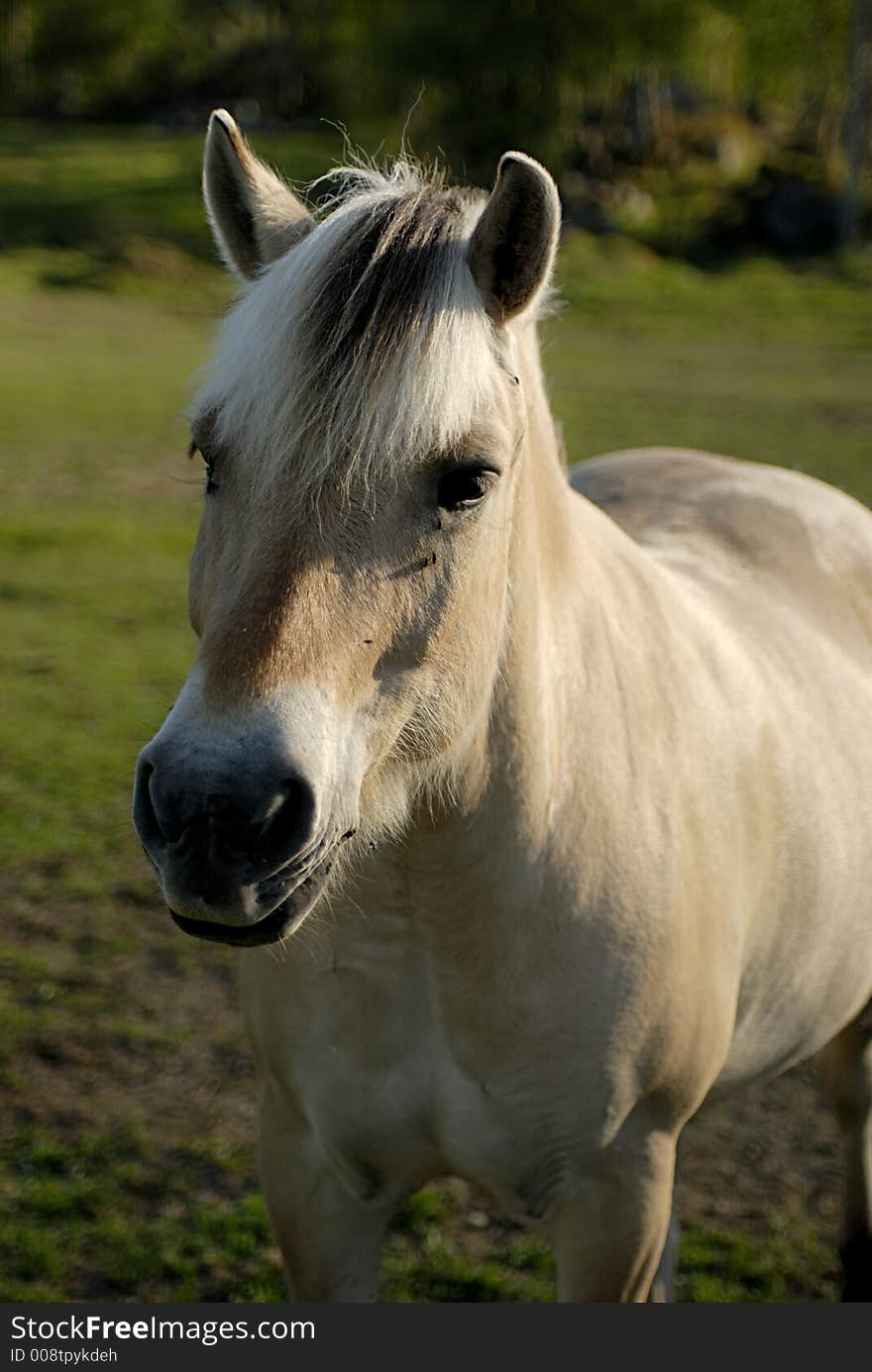 Horse at the grassland