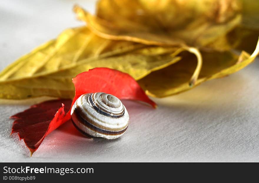 A simple composition with a shell and leaves. A simple composition with a shell and leaves.