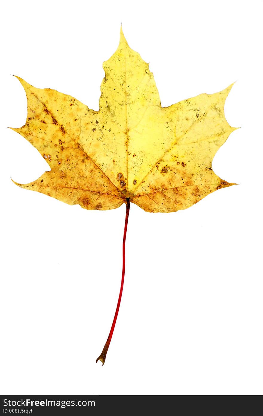 Colourful leaf on pure white background. Colourful leaf on pure white background