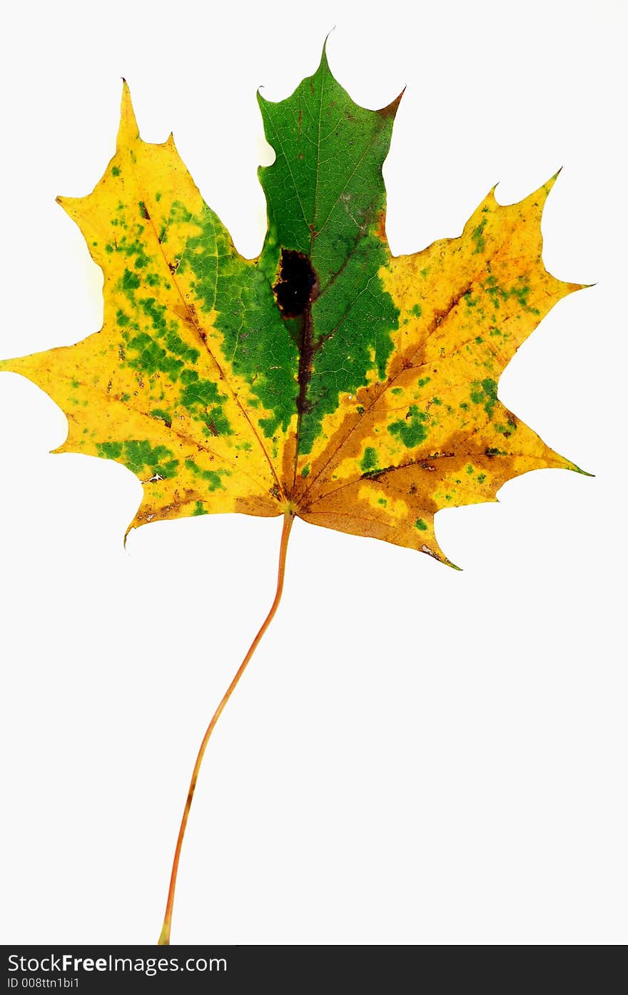 Colourful leaf on pure white background. Colourful leaf on pure white background