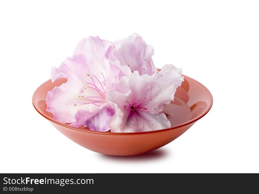 White Azalias In A Red Glass Bowl With Clipping Path