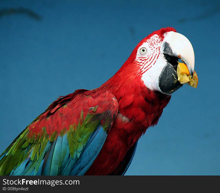 Portrait of Red-fronted Macaw. Portrait of Red-fronted Macaw