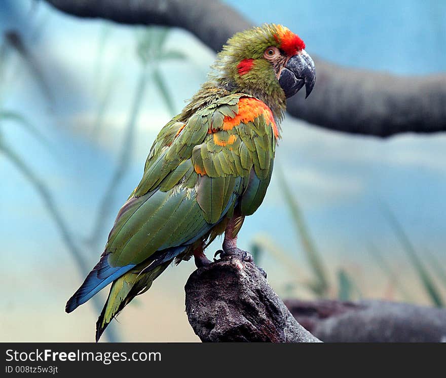 Portrait of Green-winged Macaw. Portrait of Green-winged Macaw