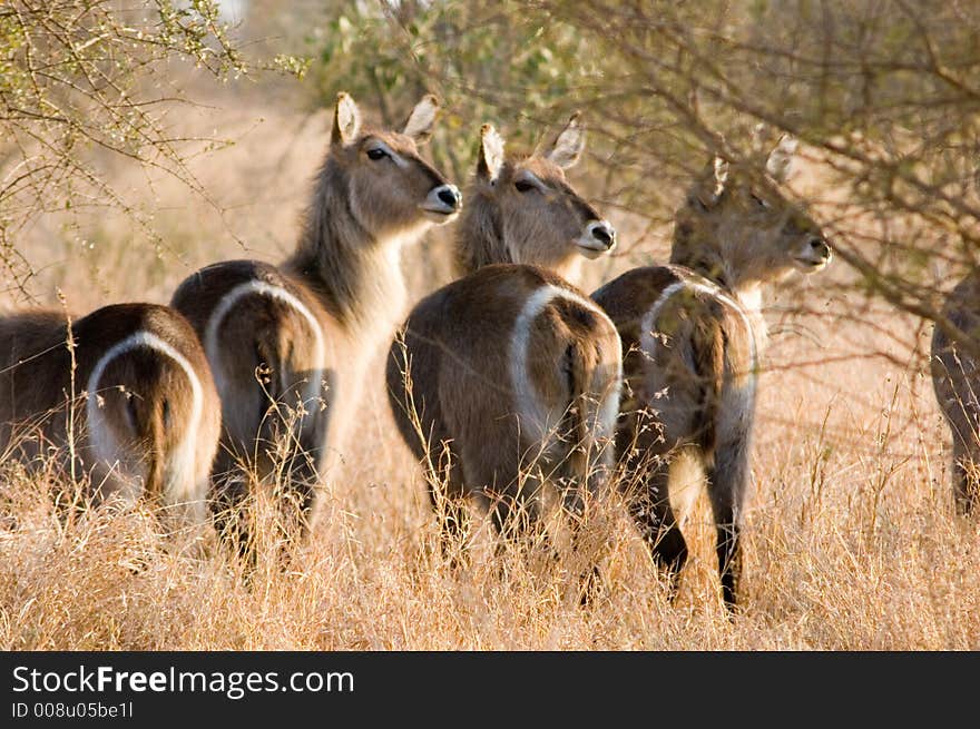 Waterbuck