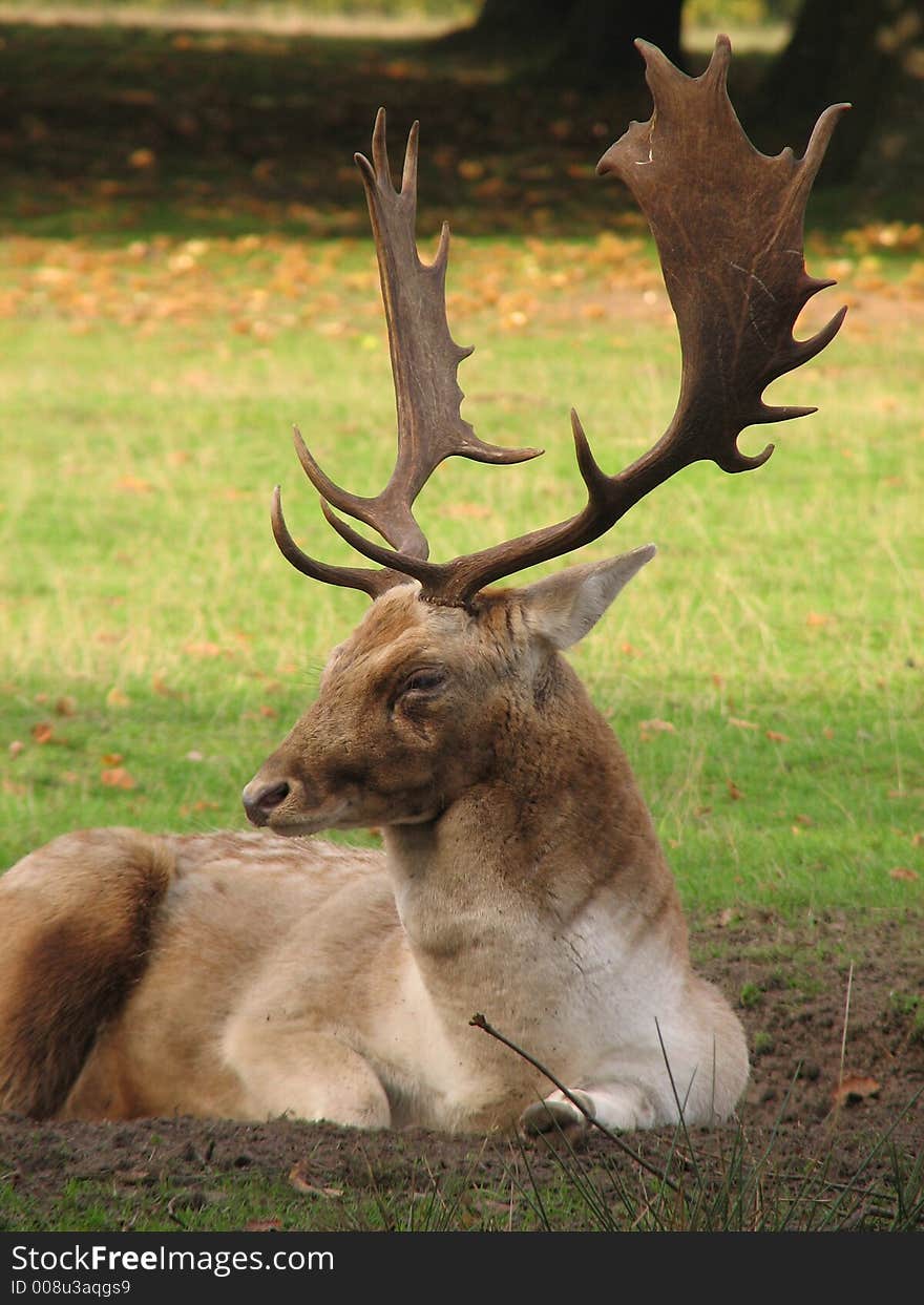 Stag