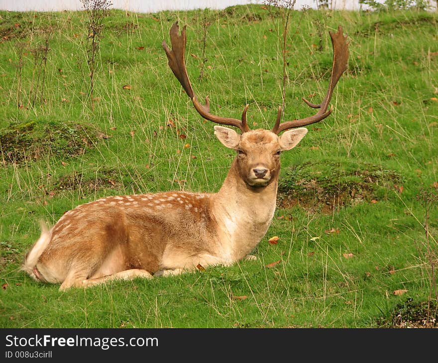 A stag watching from a hill