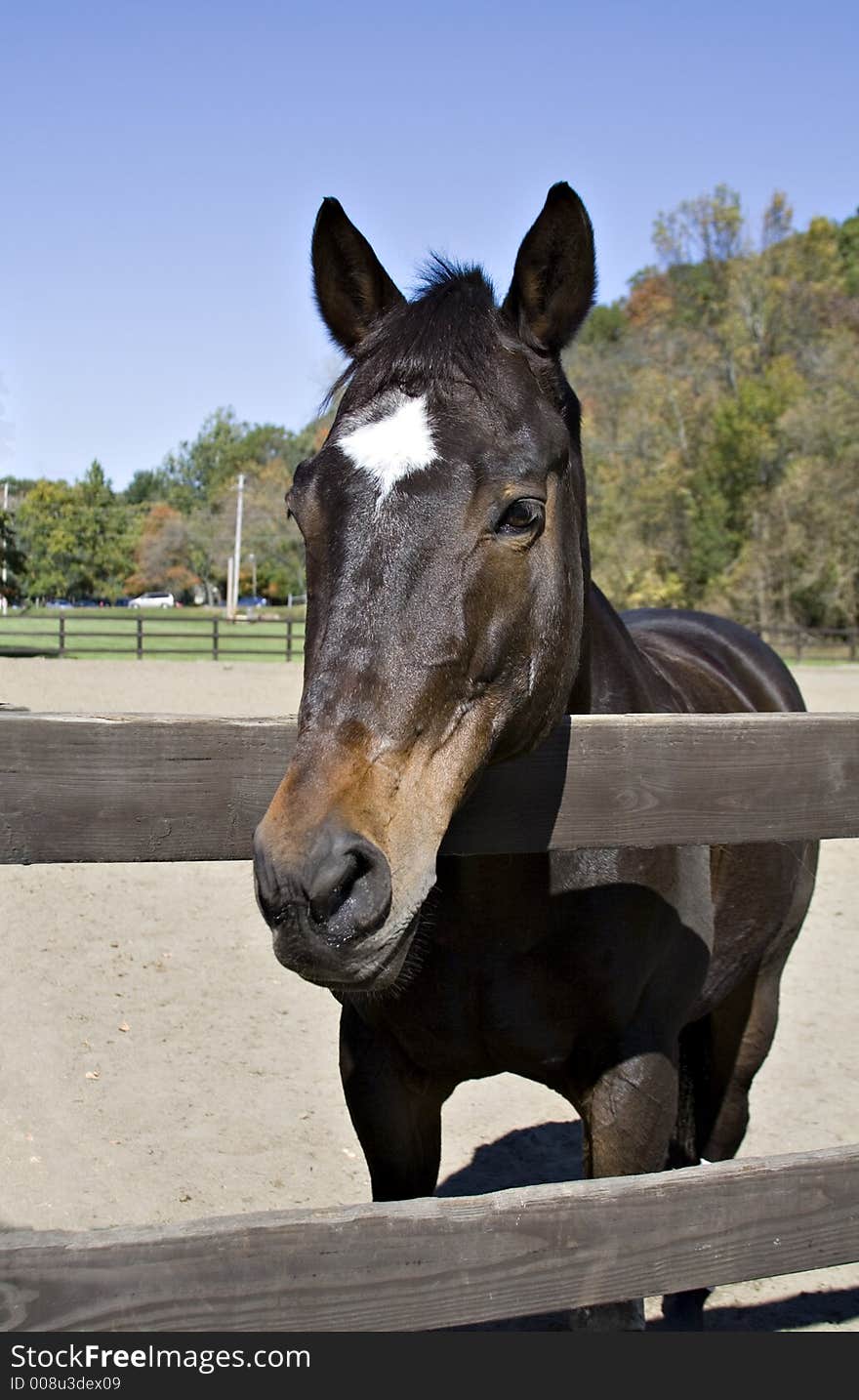 A beautiful brown horse with a white star on his forehead. A beautiful brown horse with a white star on his forehead.