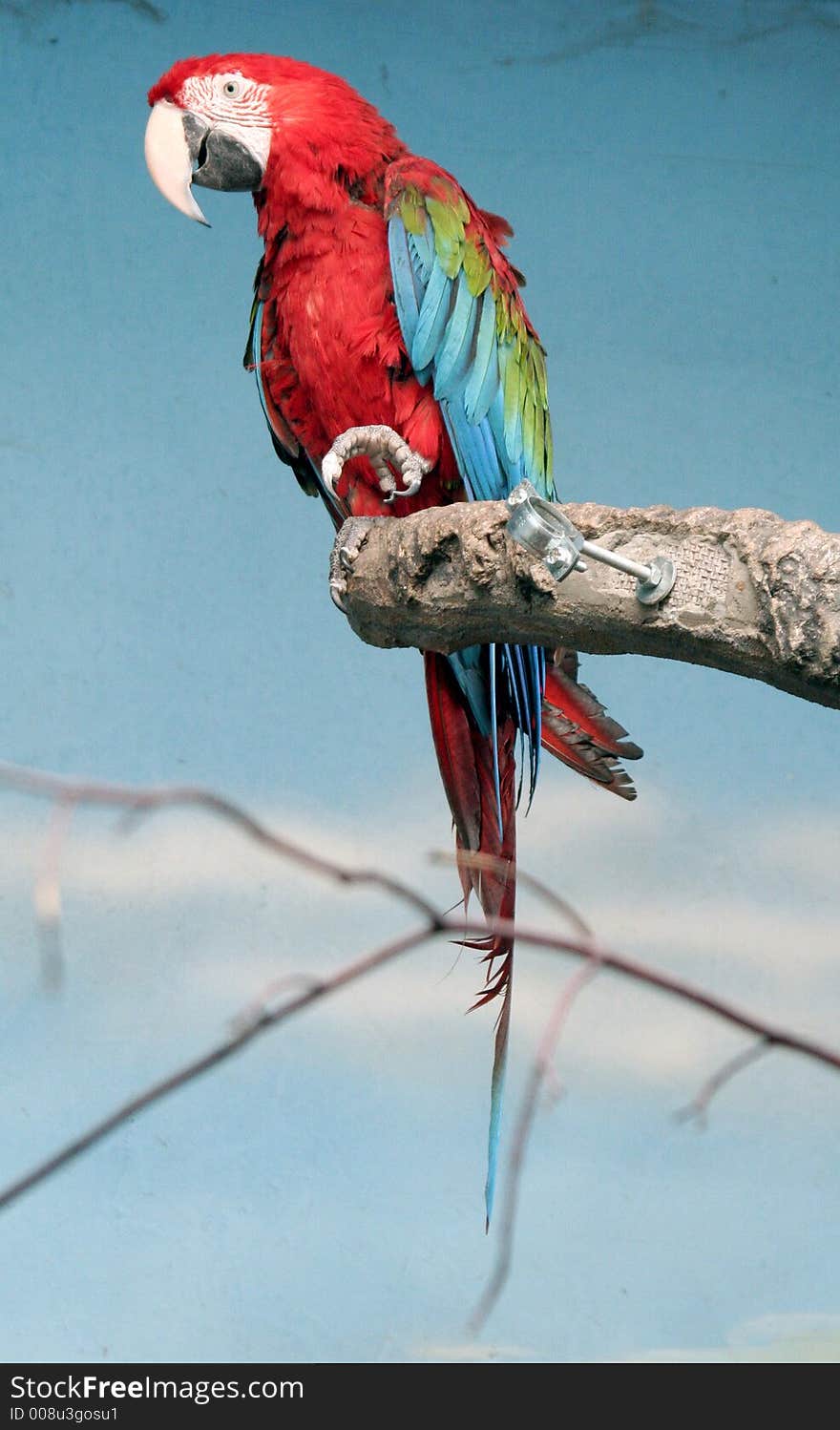 Portrait of Red-fronted Macaw. Portrait of Red-fronted Macaw