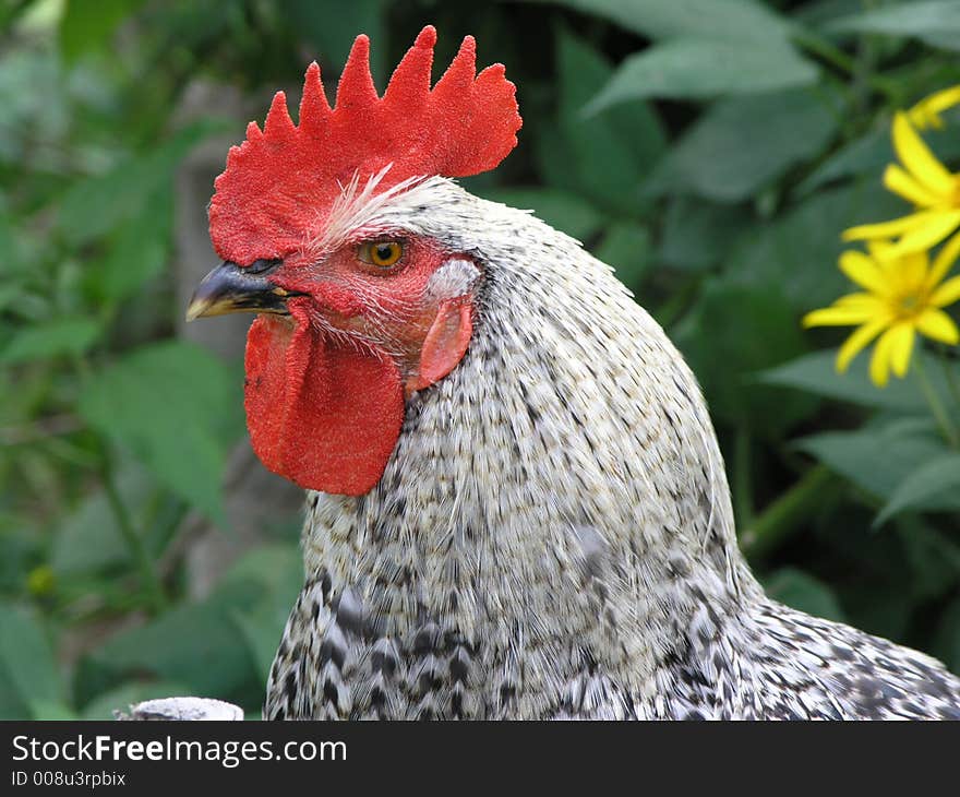 The Cock with red crest