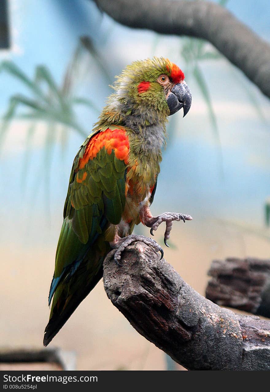 Portrait of Green-winged Macaw. Portrait of Green-winged Macaw