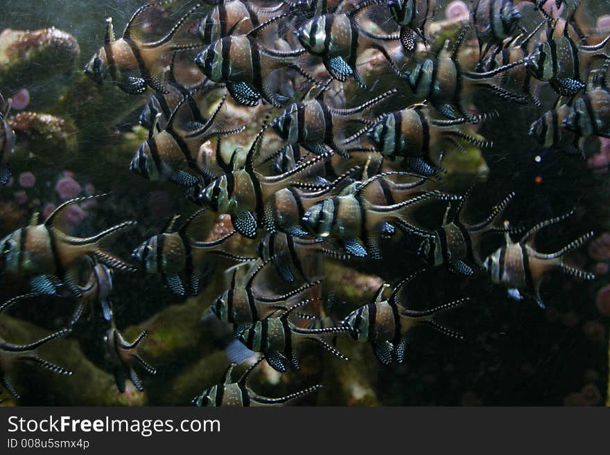 Cluster of fishes in an aquarium. Cluster of fishes in an aquarium