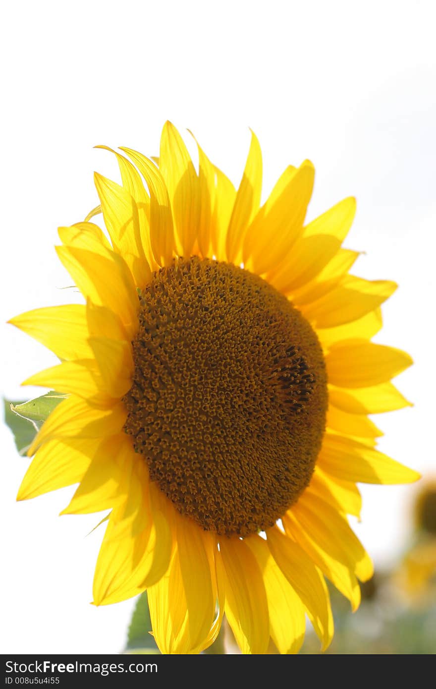 Outdoor yellow beauty sunflowers background