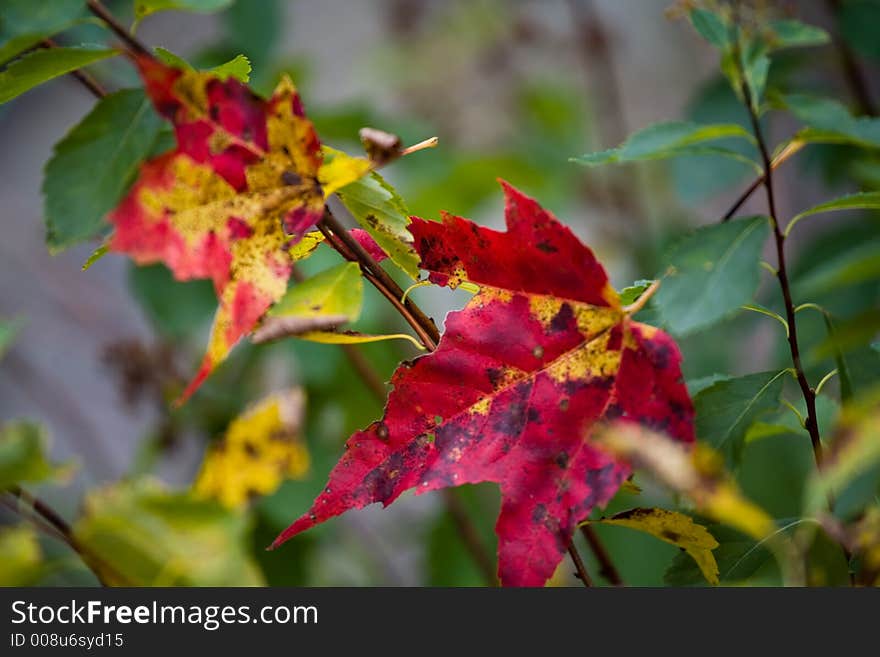 Fall Foliage 09-010-051