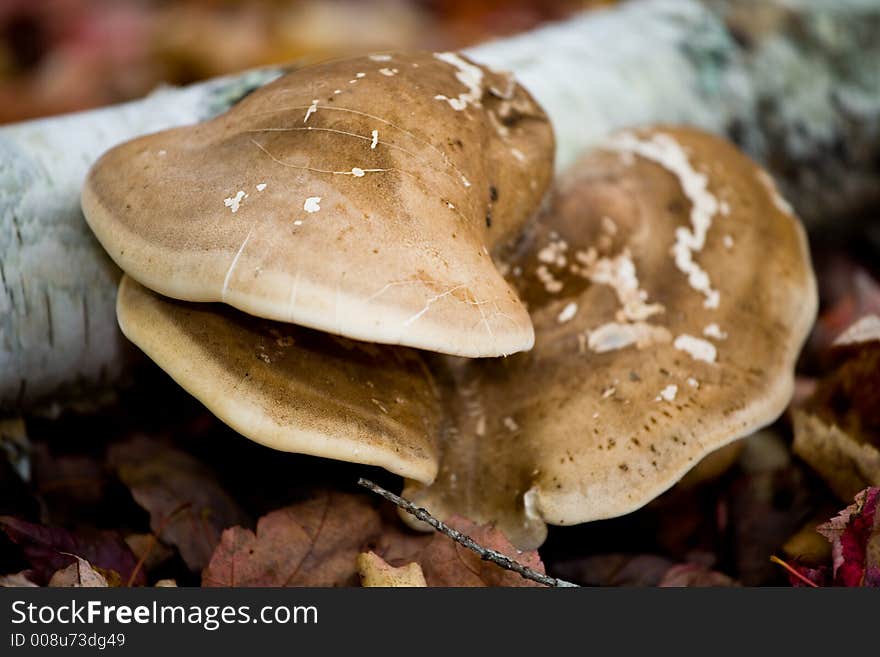 Wild Mushrooms