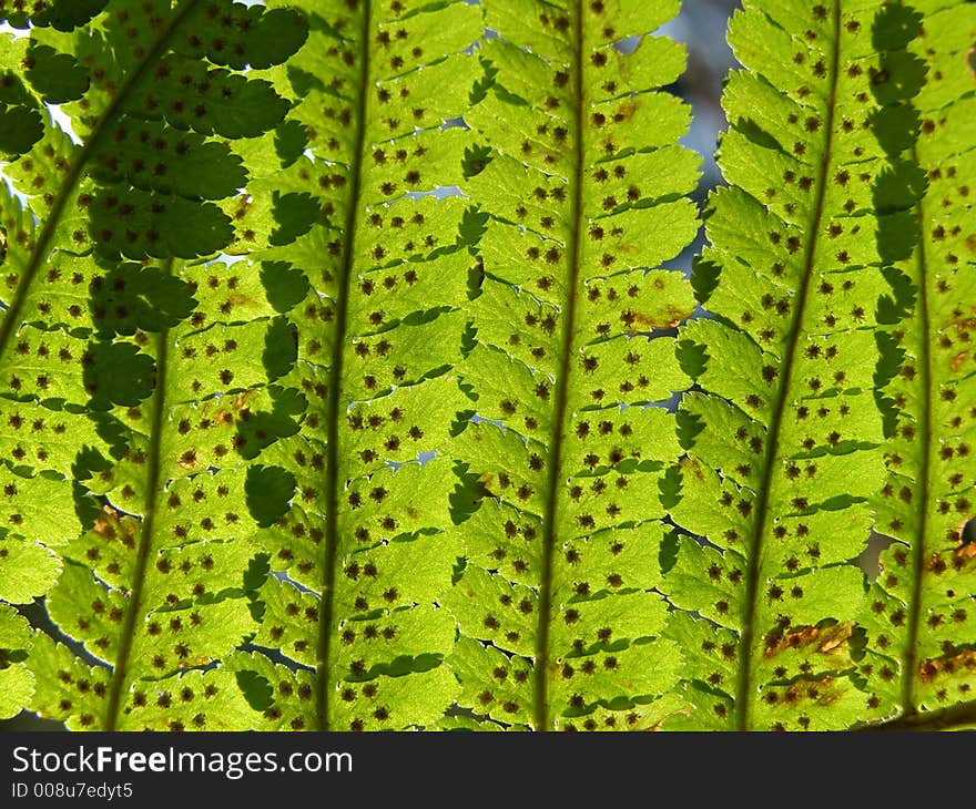 Fern Background