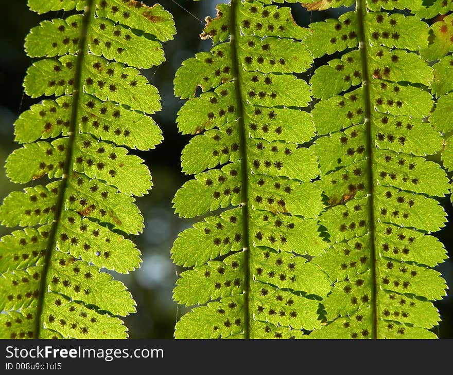 Fern background