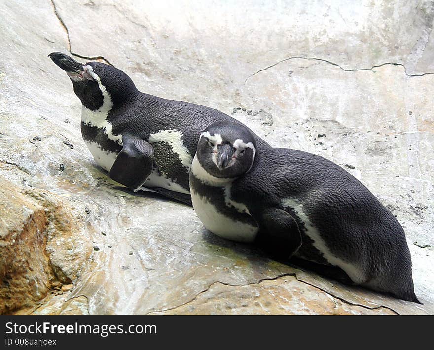 Portrait of Humboldt Penguin Couple. Portrait of Humboldt Penguin Couple