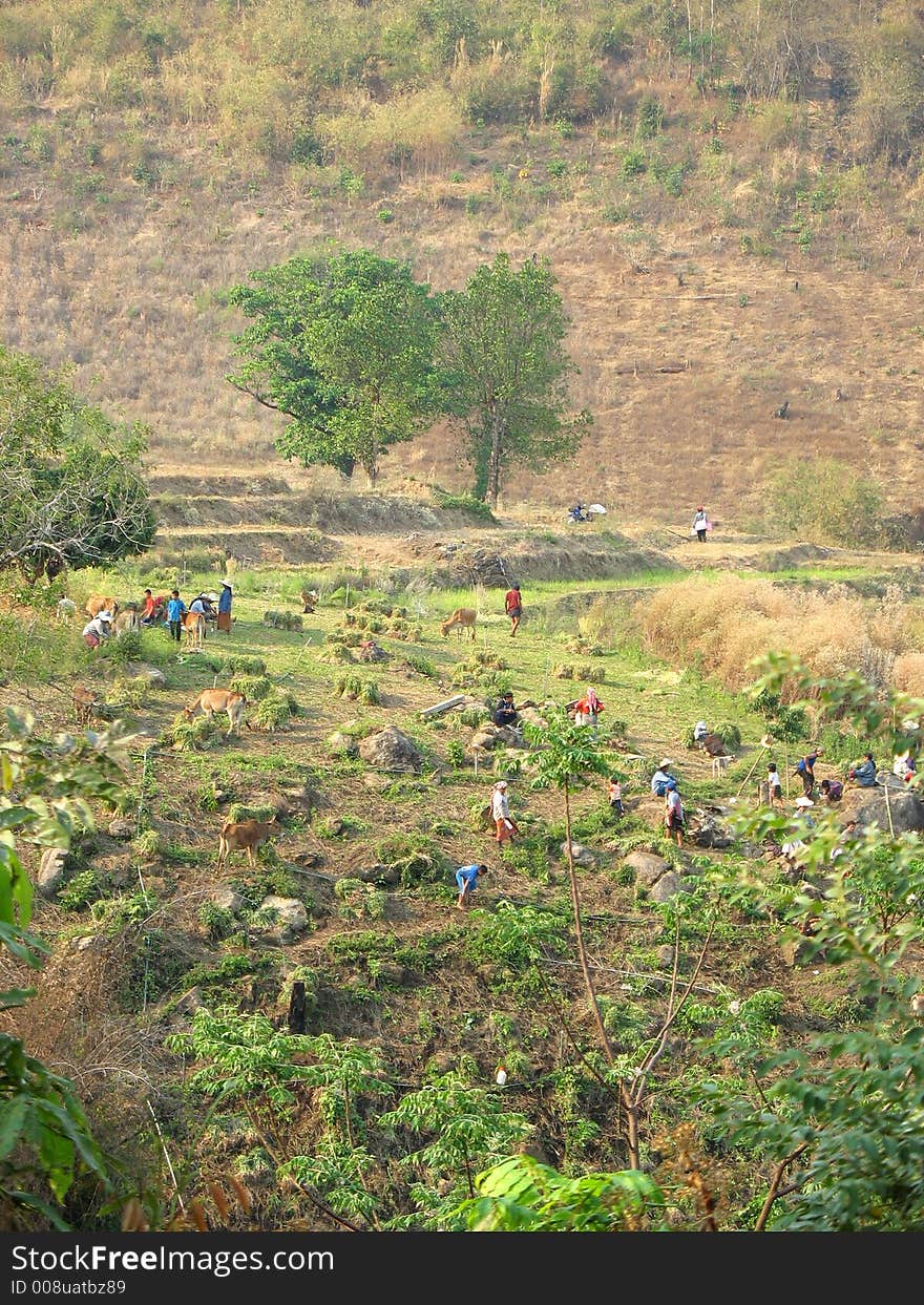 Farmers working on the fields in North Thailand. Postcard picture. Farmers working on the fields in North Thailand. Postcard picture.