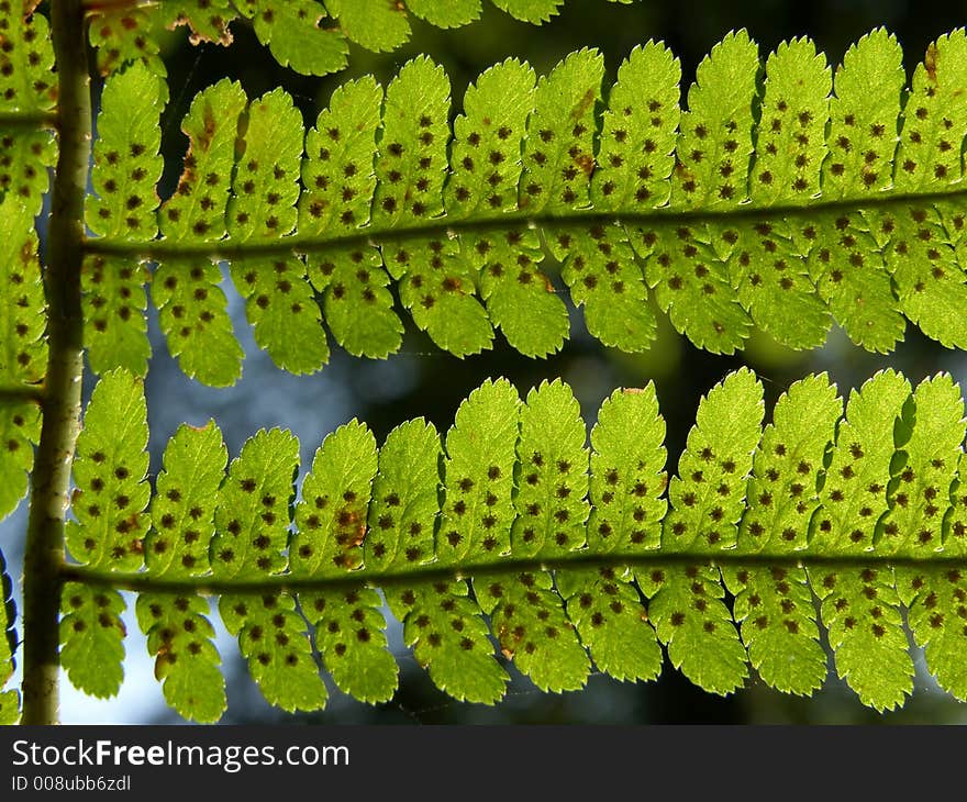 Fern background