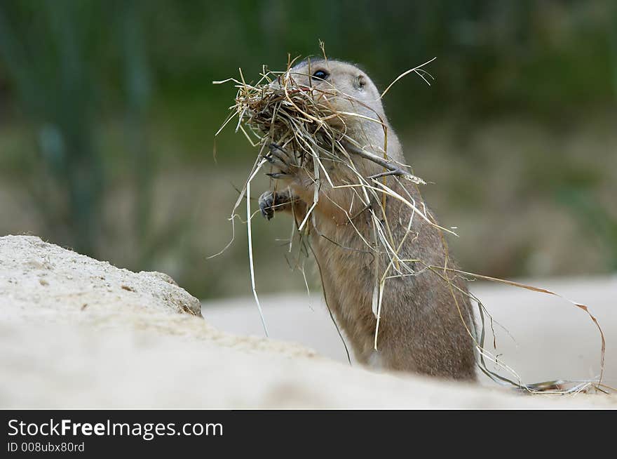 Close-up of a cute prairie dog