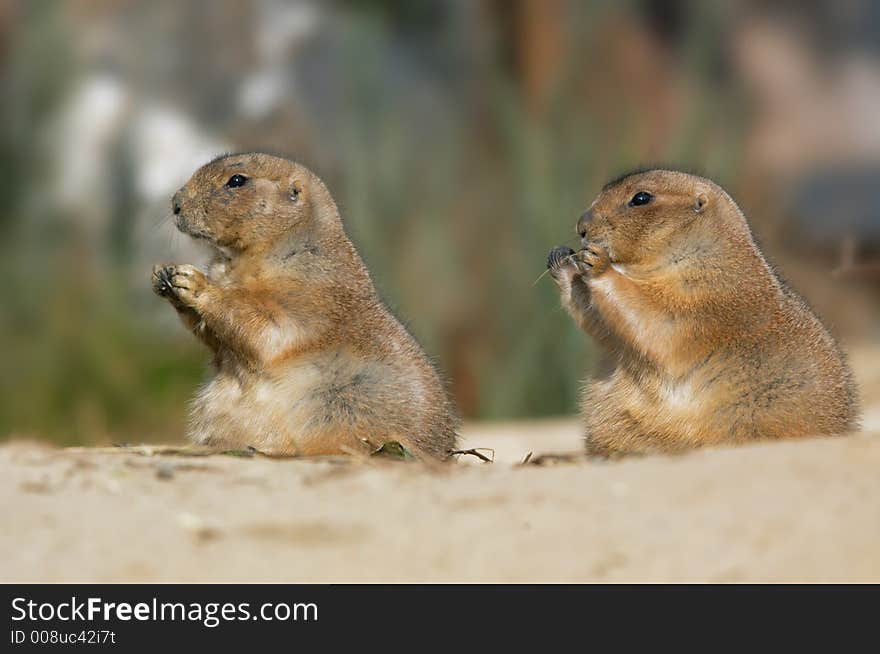 Close-up of a cute prairie dog