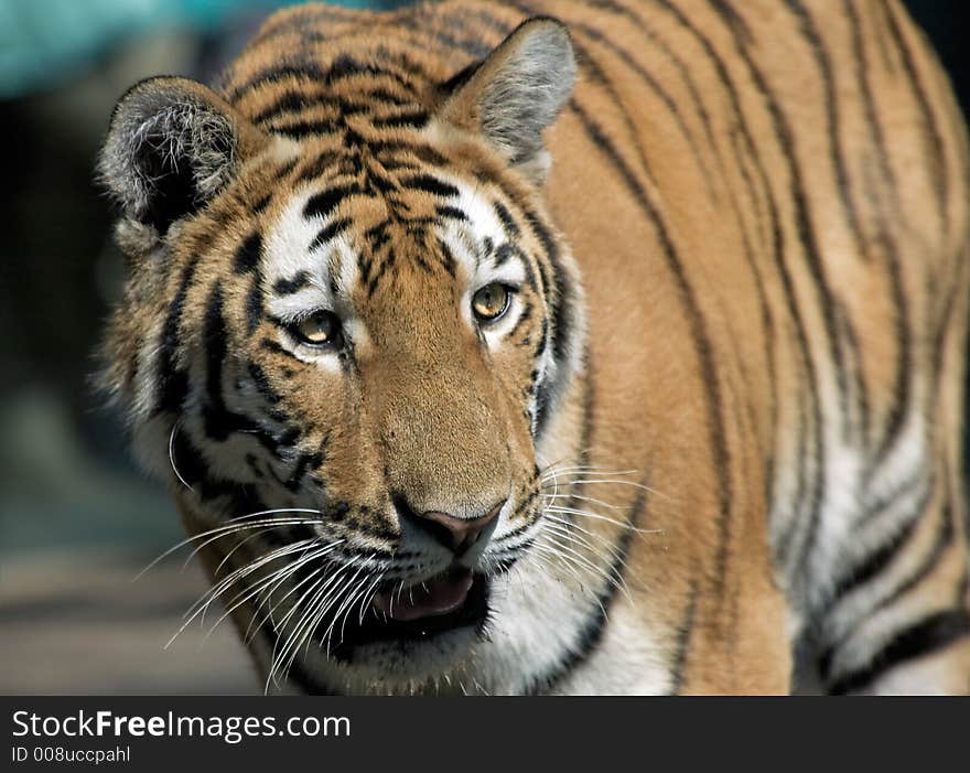 Close-up of a beautiful tiger