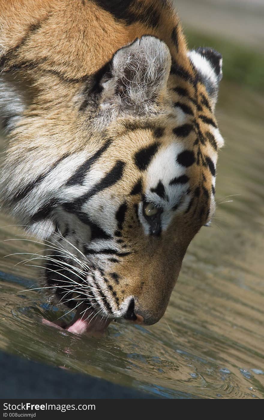 Beautiful tiger drinking