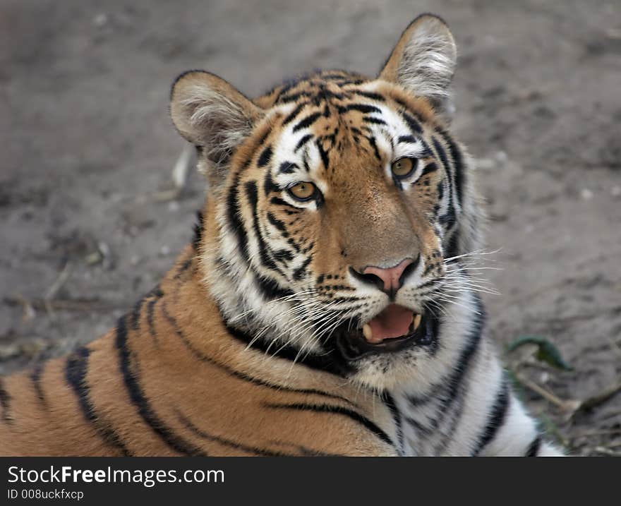 Close-up of a beautiful tiger