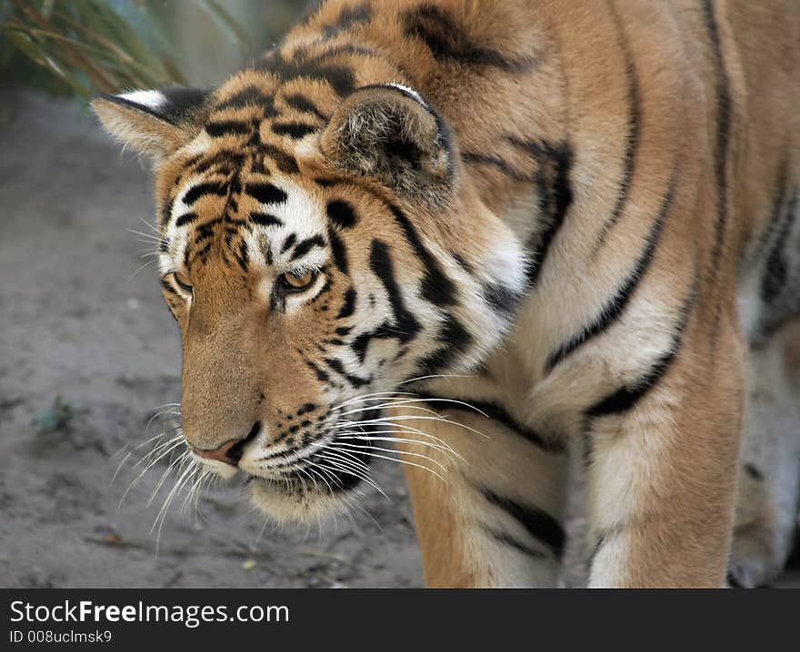 Close-up of a beautiful tiger