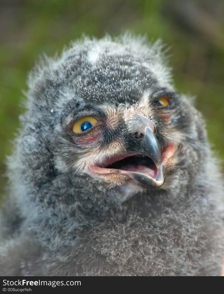 Close-up of a cute baby owl